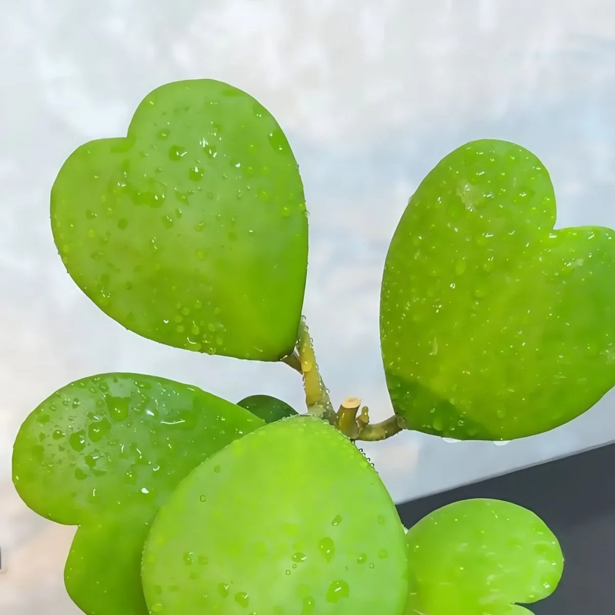 Hoya Kerrii Sweetheart Plant, Heart-Shaped Succulent, Low-Maintenance Indoor Houseplant for Home & Office Decor