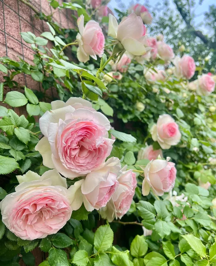 💐Beautiful Climbing Rose Seeds