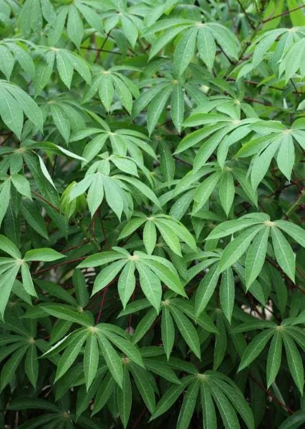 Cassava Yuca Cuttings – Set of 5, 3-5″ Tall – Manihot Esculenta Live Plant for Home Gardening