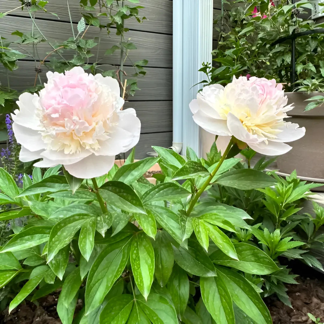 Peony Flower Seeds For Planting Garden Flowers