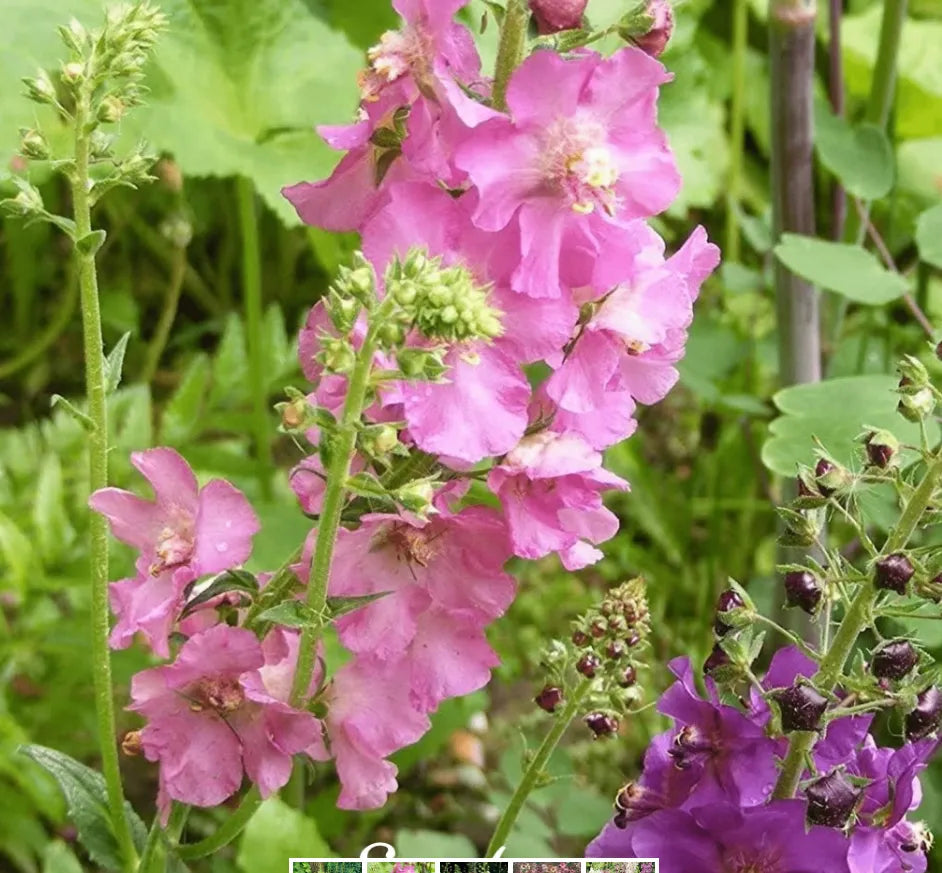 Mullein Mix –  Seeds