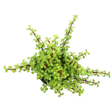 Live Jade Plant Seedlings – Easy-Care Indoor Succulent Plants
