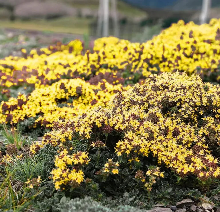 Creeping Thyme Homegrown SeedsEasy to Plant and Grow Non-GMOPerennial Flower Premium Seeds