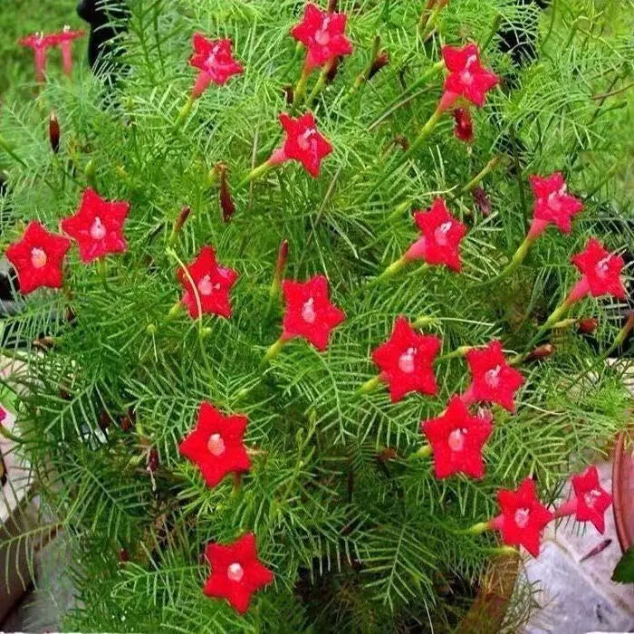 🌟 Cypress Vine – Star Flowers on a Lacy Green Carpet!