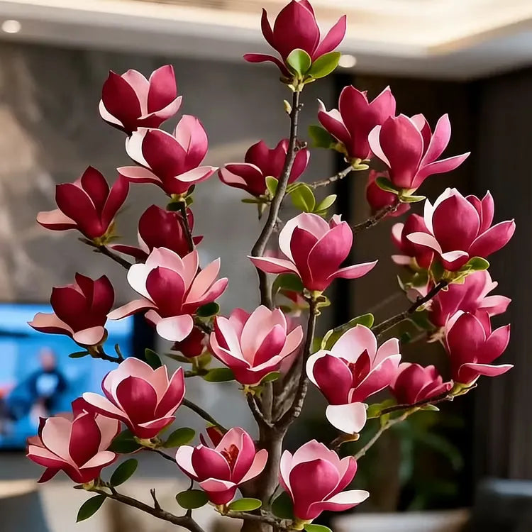 Magnolia liliiflora (Purple Orchids) Bulbs 🌸 Flowers Hide the Leaves, Fragrance Fills the Air