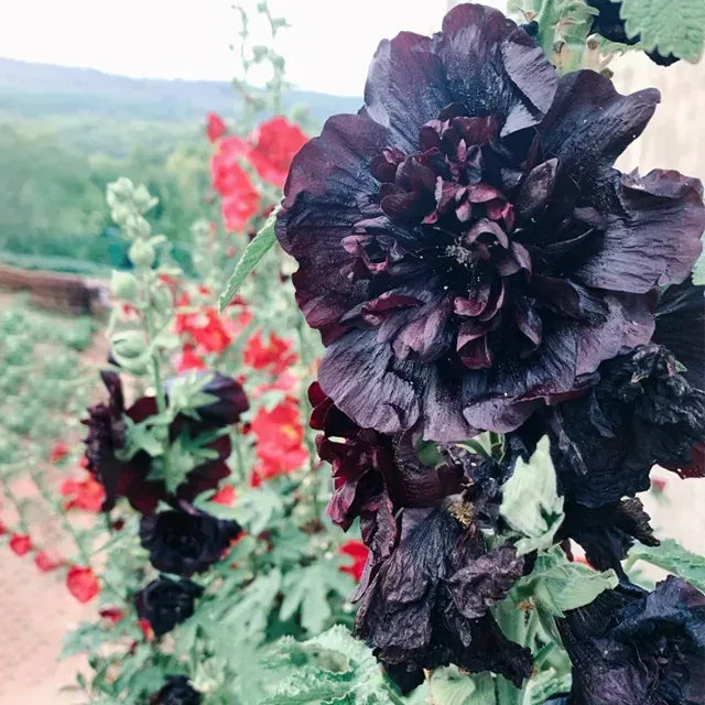 Double Hollyhock Flower Seeds For Tall Garden Blooms
