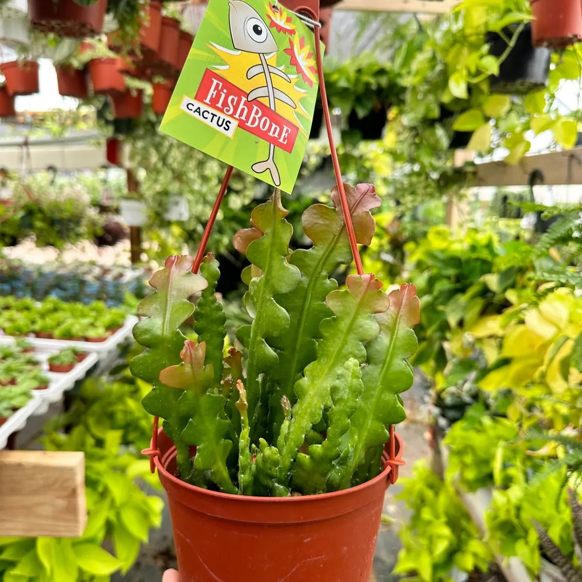 Fishbone Cactus Plant –Live Zig Zag Epiphyllum Houseplant
