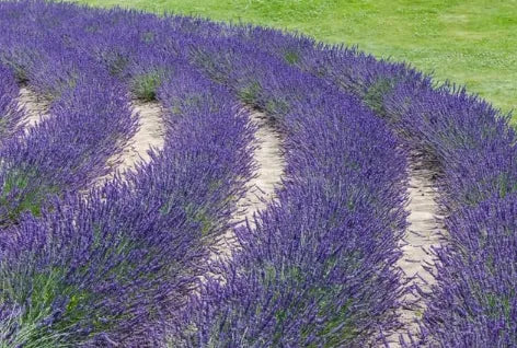 English Lavender