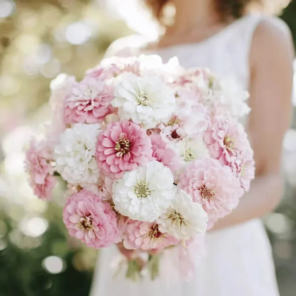 Blushing Bride Zinnia Mix — 25 Count 🤍