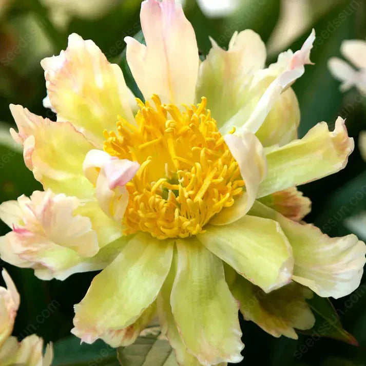 🌸 Double Climbing Peony Vine Hardy Perennial Garden Climber for Indoor & Outdoor Beauty