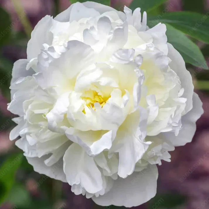 🌸 Double Climbing Peony Vine Hardy Perennial Garden Climber for Indoor & Outdoor Beauty