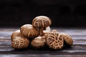 Shiitake Mushrooms Seeds for Planting,