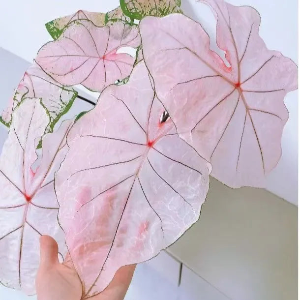 Seeds | Rare Variegated Caladium, Easy-Care Indoor Foliage Plant for Home & Balcony