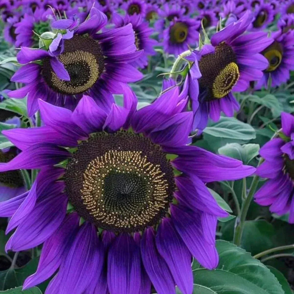 💜Rare purple sunflowers, stunning the entire garden at first glance.