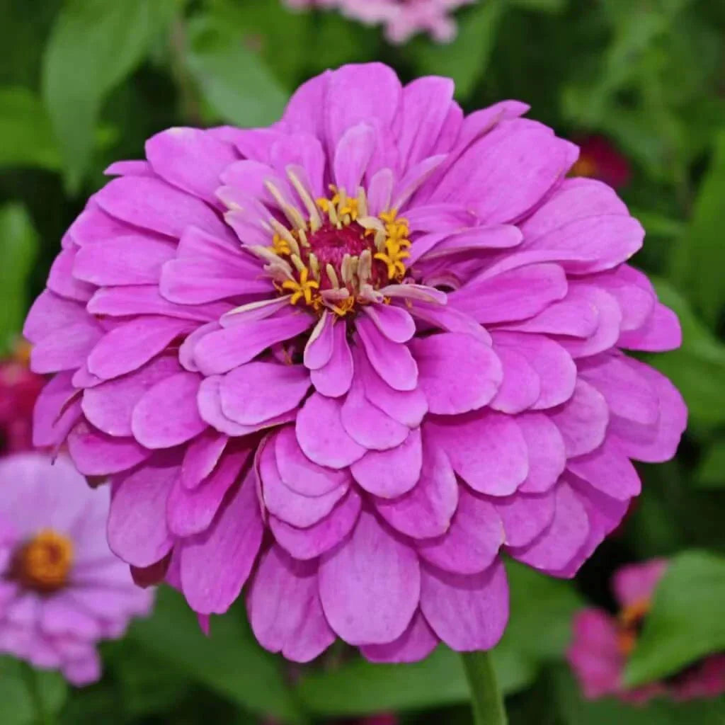 Lavender Zinnia Seeds — 25 Count 🌸