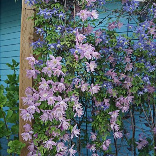 Clematis Seeds- The Queen of Climbing Vines