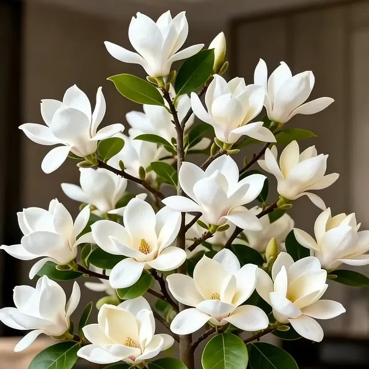 Magnolia liliiflora (Purple Orchids) Bulbs 🌸 Flowers Hide the Leaves, Fragrance Fills the Air