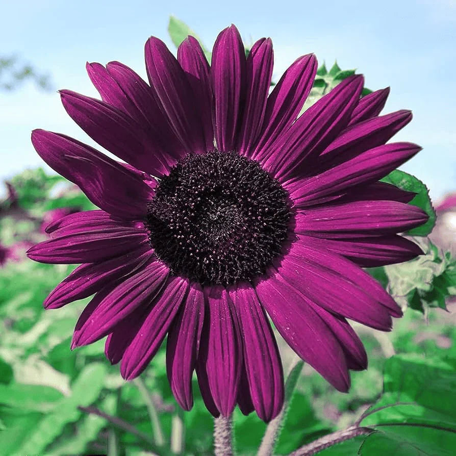 💜Rare purple sunflowers, stunning the entire garden at first glance.