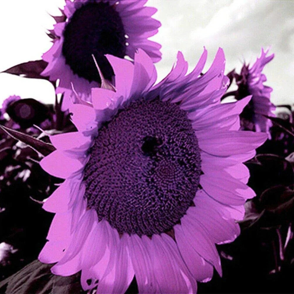 💜Rare purple sunflowers, stunning the entire garden at first glance.