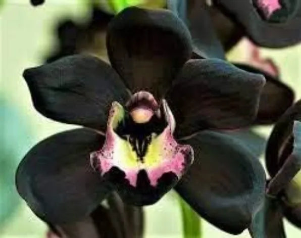 Heirloom Non-GMO Black Orchid Flower Seeds forPlanting - Rare Exotic Garden Blooms with HighGermination