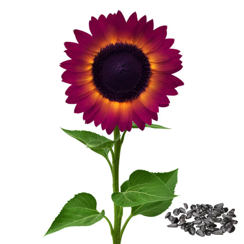 💜Rare purple sunflowers, stunning the entire garden at first glance.