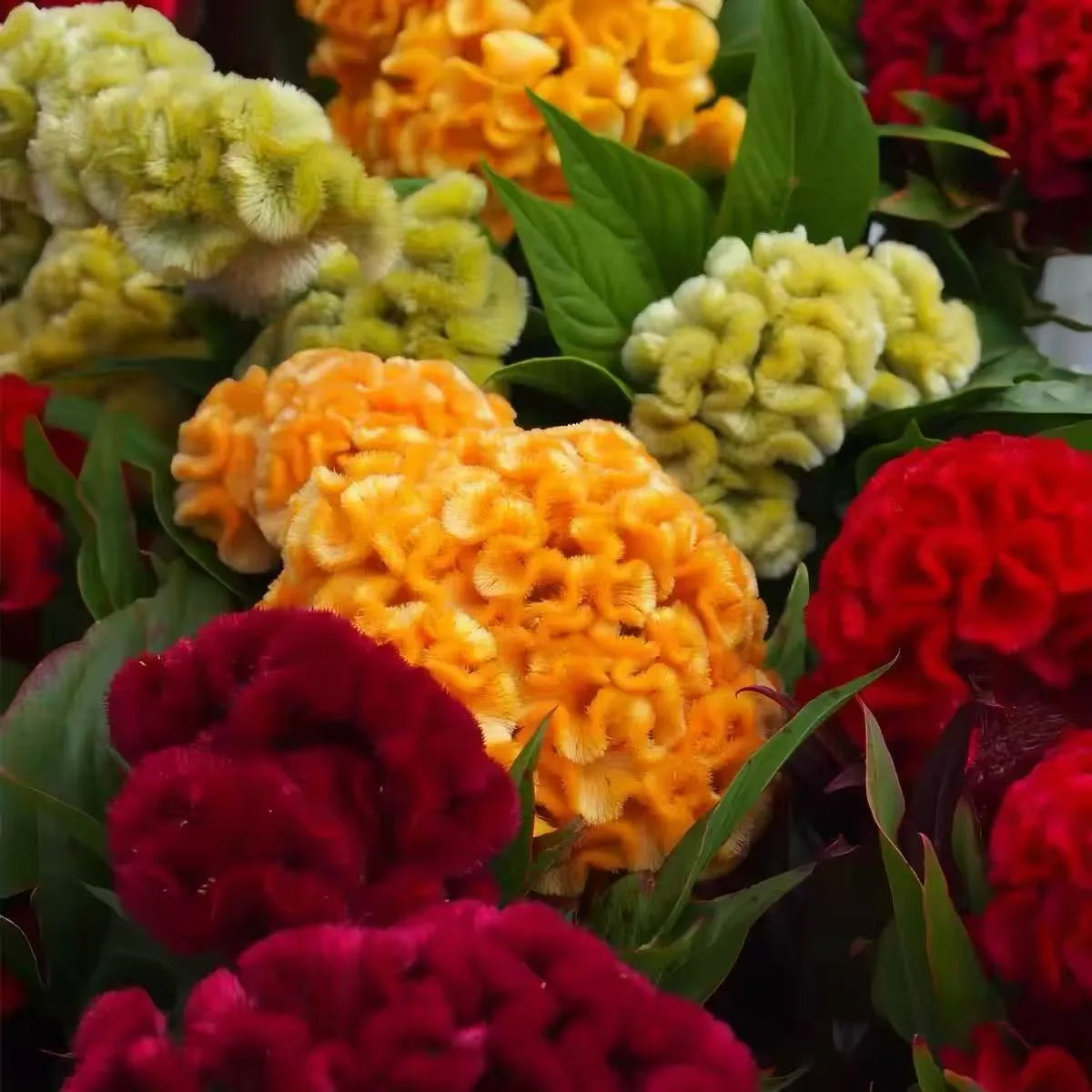 🌺 Cockscomb Celosia – The Unique Flower That Looks Like Velvet!