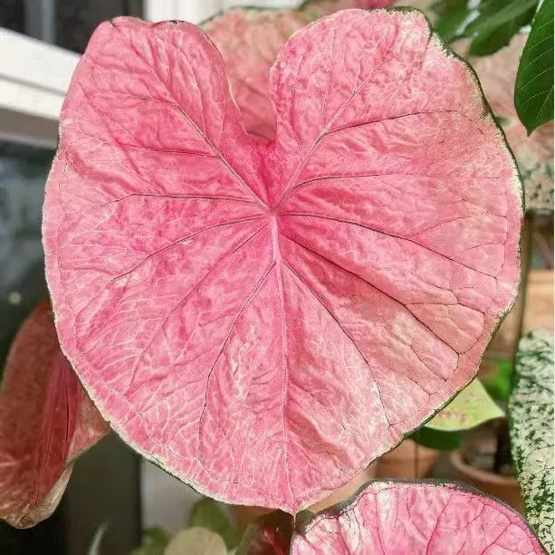 Seeds | Rare Variegated Caladium, Easy-Care Indoor Foliage Plant for Home & Balcony
