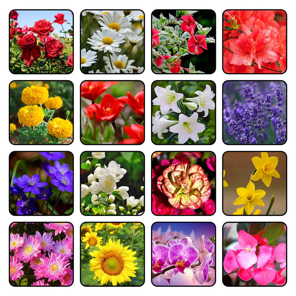 Exquisite Shade Skeleton Seeds – Flower Plant