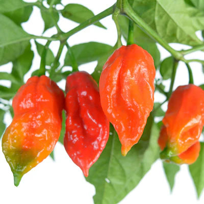 Ghost Bhut Jolokia Pepper |  Live Plants | Non-GMO, High Yield,