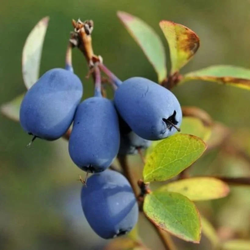 Haskap Berry Live Plant – Cold Hardy Blue Honeysuckle Bush Seedling