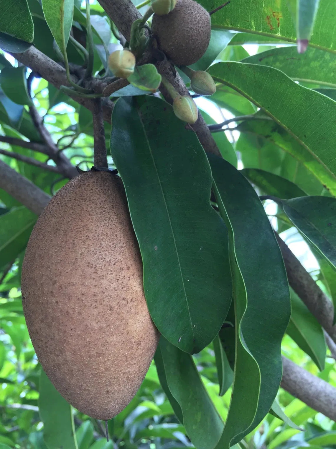 Sapodilla Manilkara ZTree Starter PLANT Seedling