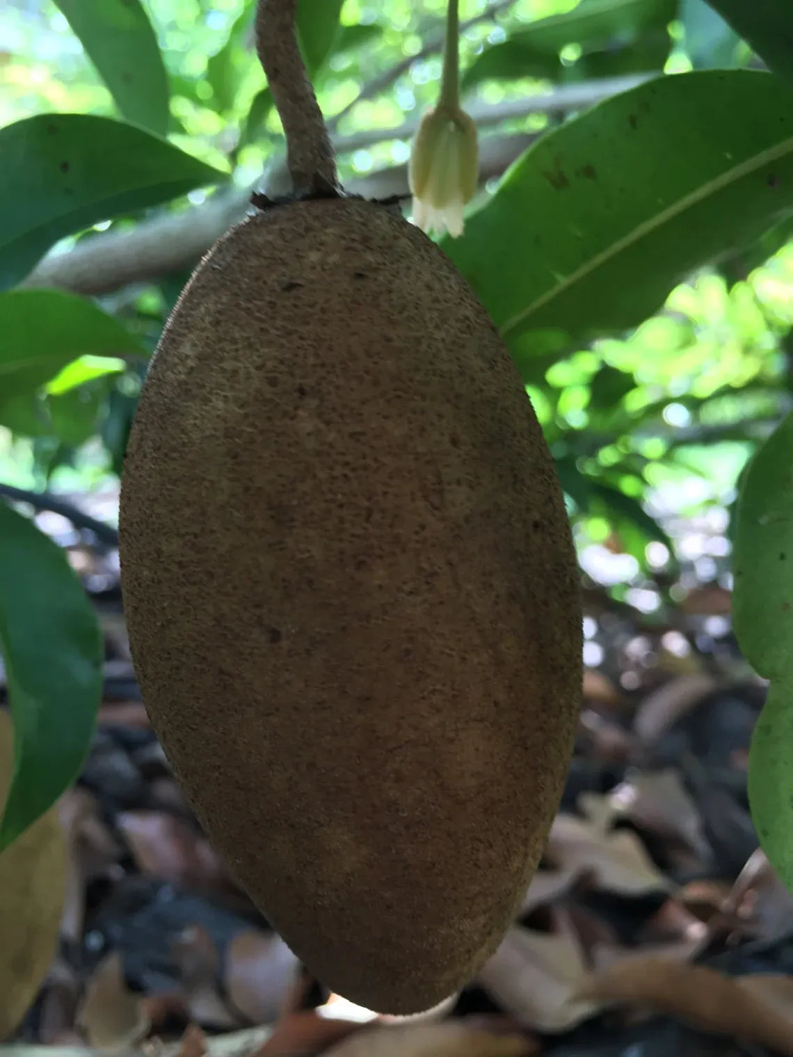 Sapodilla Manilkara ZTree Starter PLANT Seedling