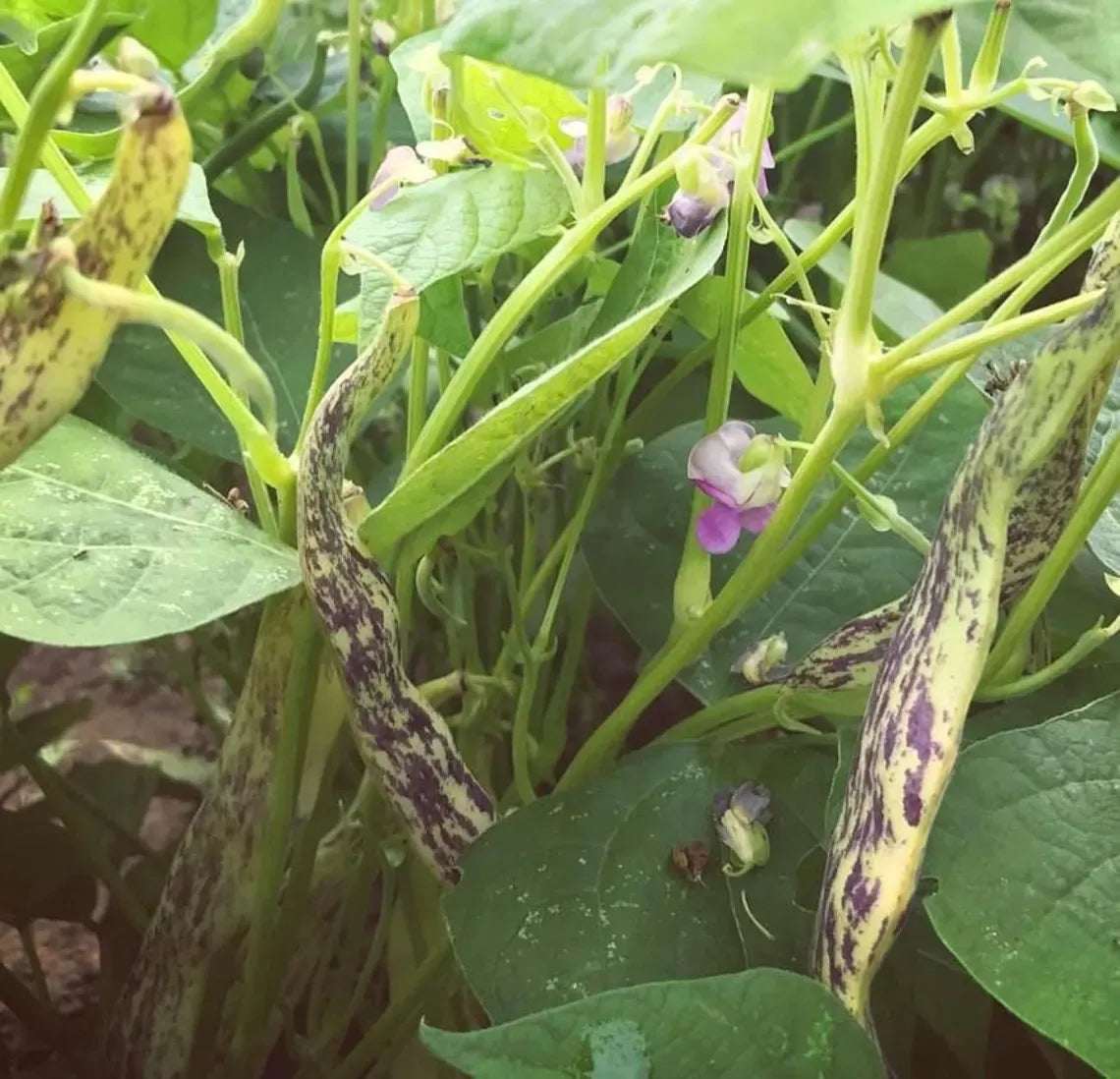 Dragon's Tongue Bean Seeds | Heirloom | Organic