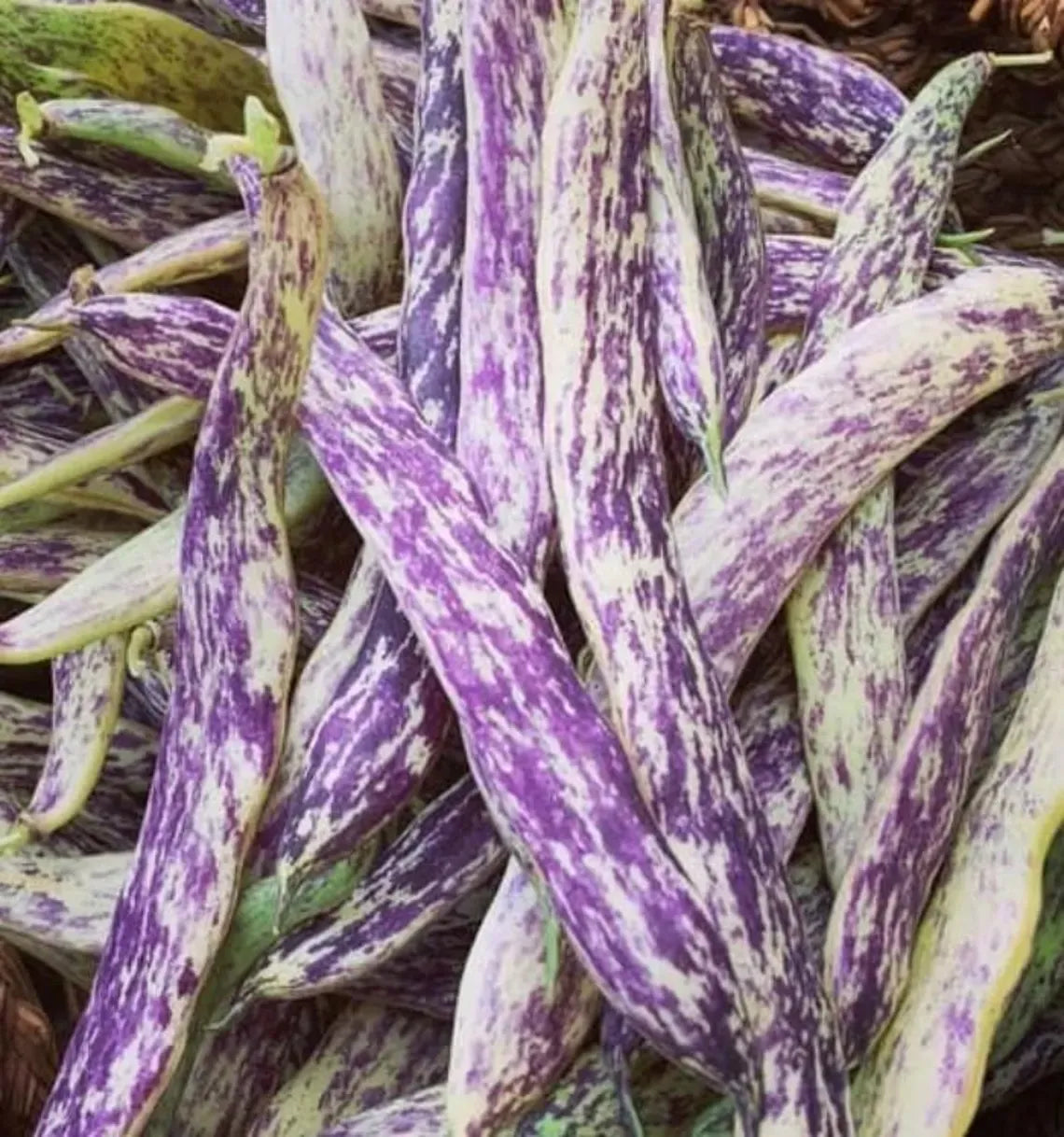Dragon's Tongue Bean Seeds | Heirloom | Organic