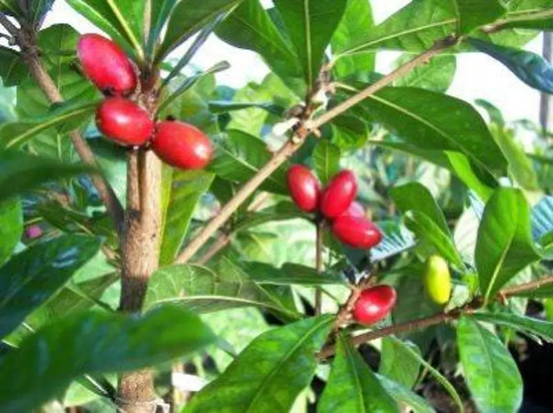 Miracle fruit - 1 plant - 1 feet tall