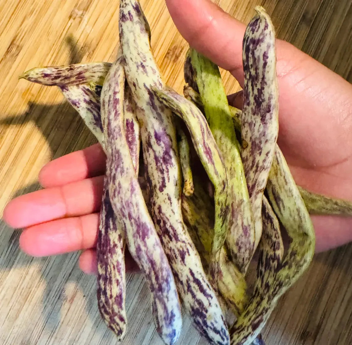 Dragon's Tongue Bean Seeds | Heirloom | Organic