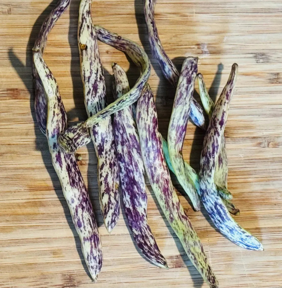 Dragon's Tongue Bean Seeds | Heirloom | Organic