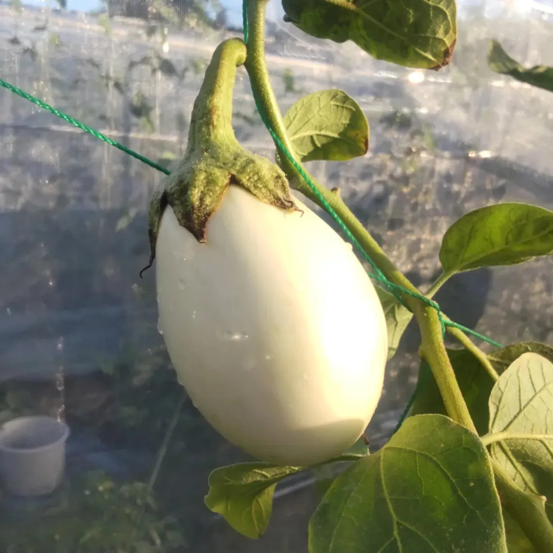 White Egg Eggplant Seeds - Heirloom Vegetable - Small Egg Shaped White Fruits - Compact High Yield Variety
