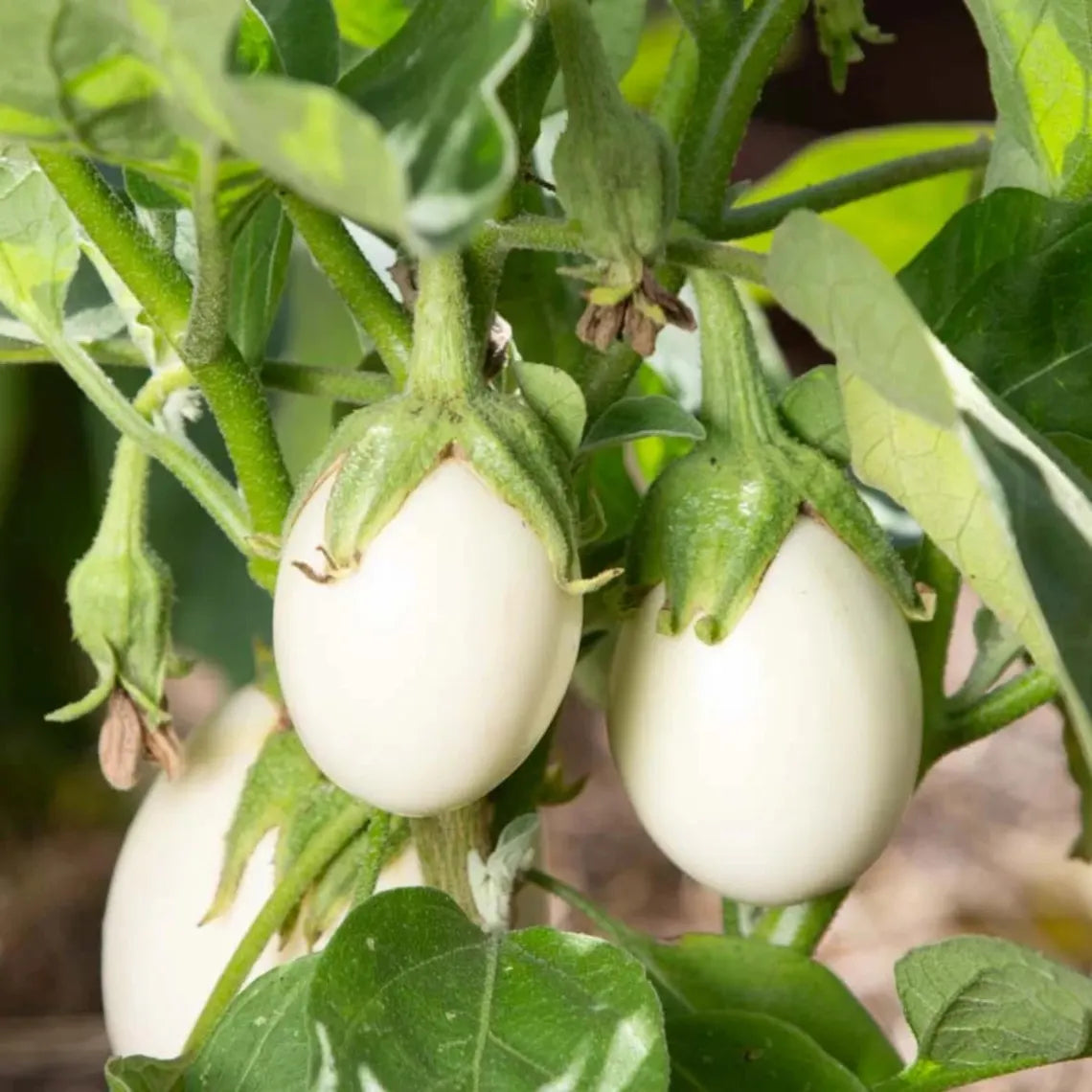 White Egg Eggplant Seeds - Heirloom Vegetable - Small Egg Shaped White Fruits - Compact High Yield Variety