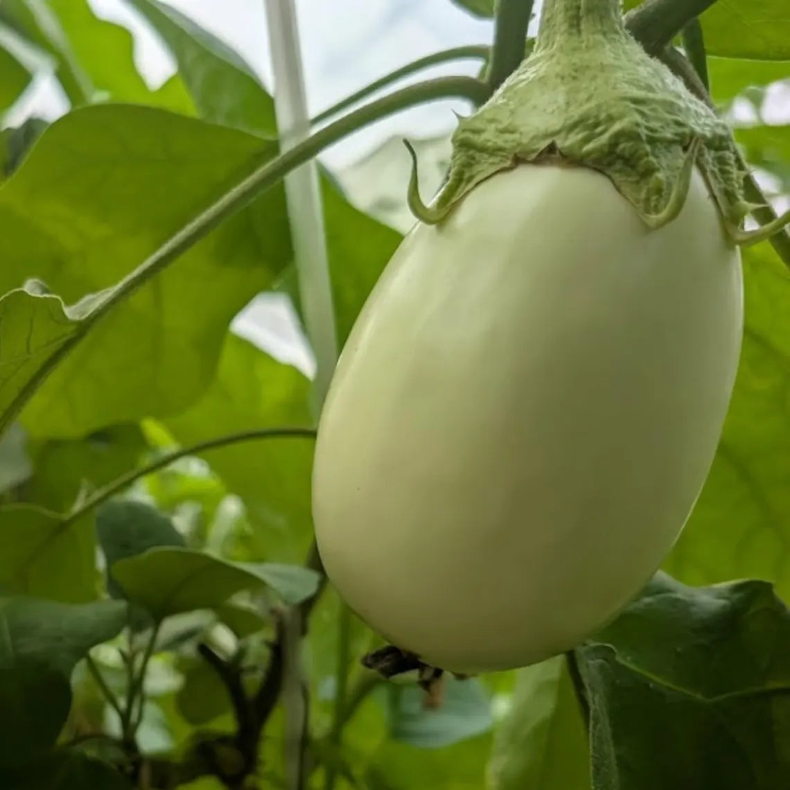 White Egg Eggplant Seeds - Heirloom Vegetable - Small Egg Shaped White Fruits - Compact High Yield Variety