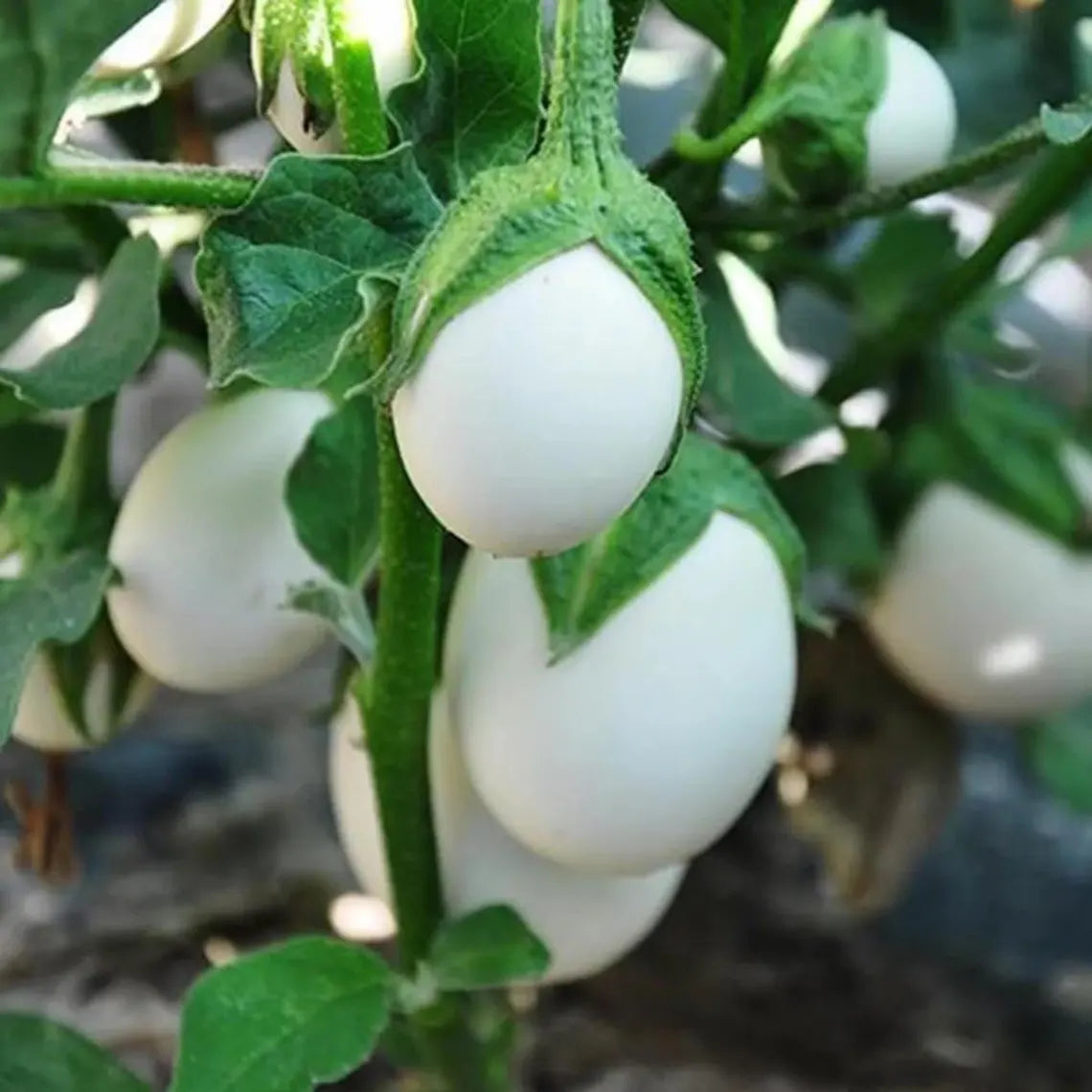 White Egg Eggplant Seeds - Heirloom Vegetable - Small Egg Shaped White Fruits - Compact High Yield Variety