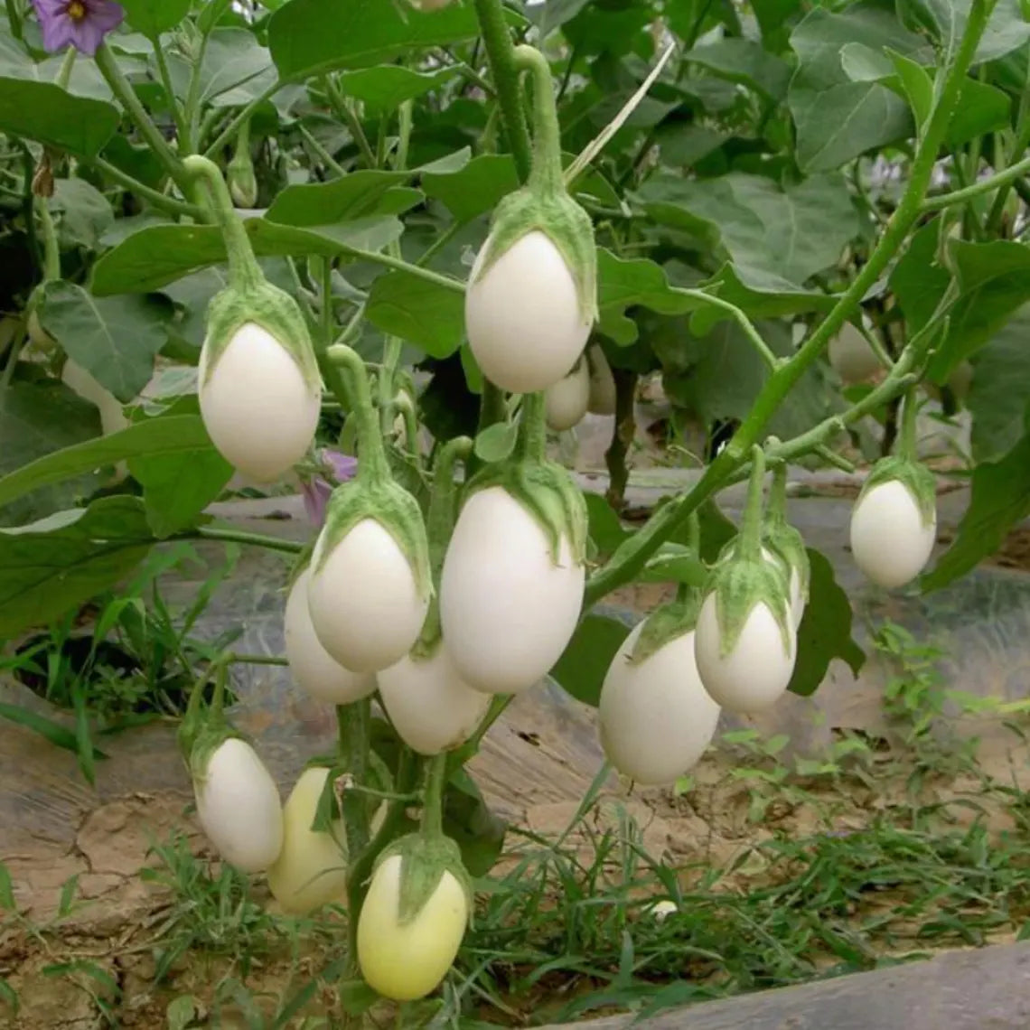 White Egg Eggplant Seeds - Heirloom Vegetable - Small Egg Shaped White Fruits - Compact High Yield Variety