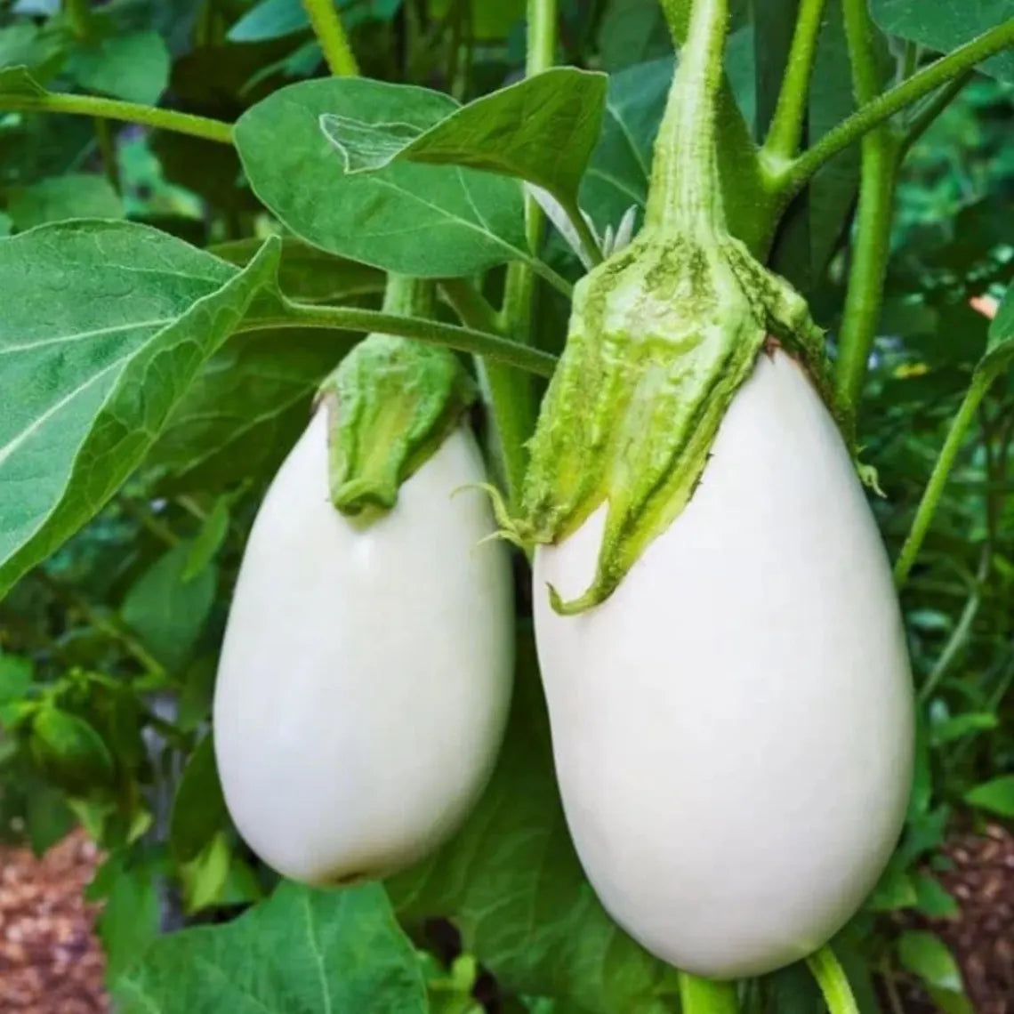 White Egg Eggplant Seeds - Heirloom Vegetable - Small Egg Shaped White Fruits - Compact High Yield Variety