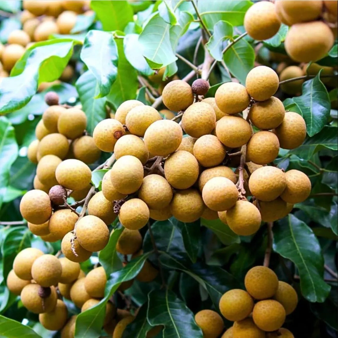 Longan Dimocarpus Plant Live for Planting, Dragon Eye Tropical Live Fruit Tree Sweet Fruit Longan Tree
