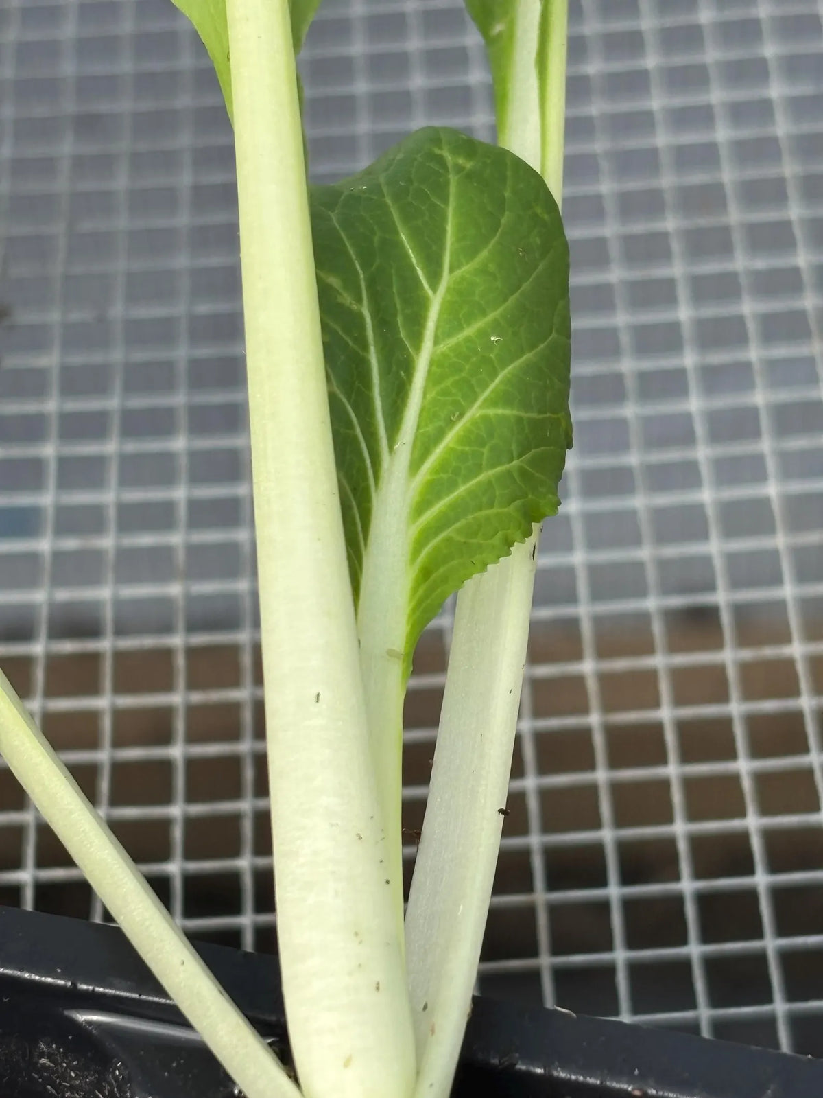 Homegrown bok choy = the easiest way to fresh greens 🥬