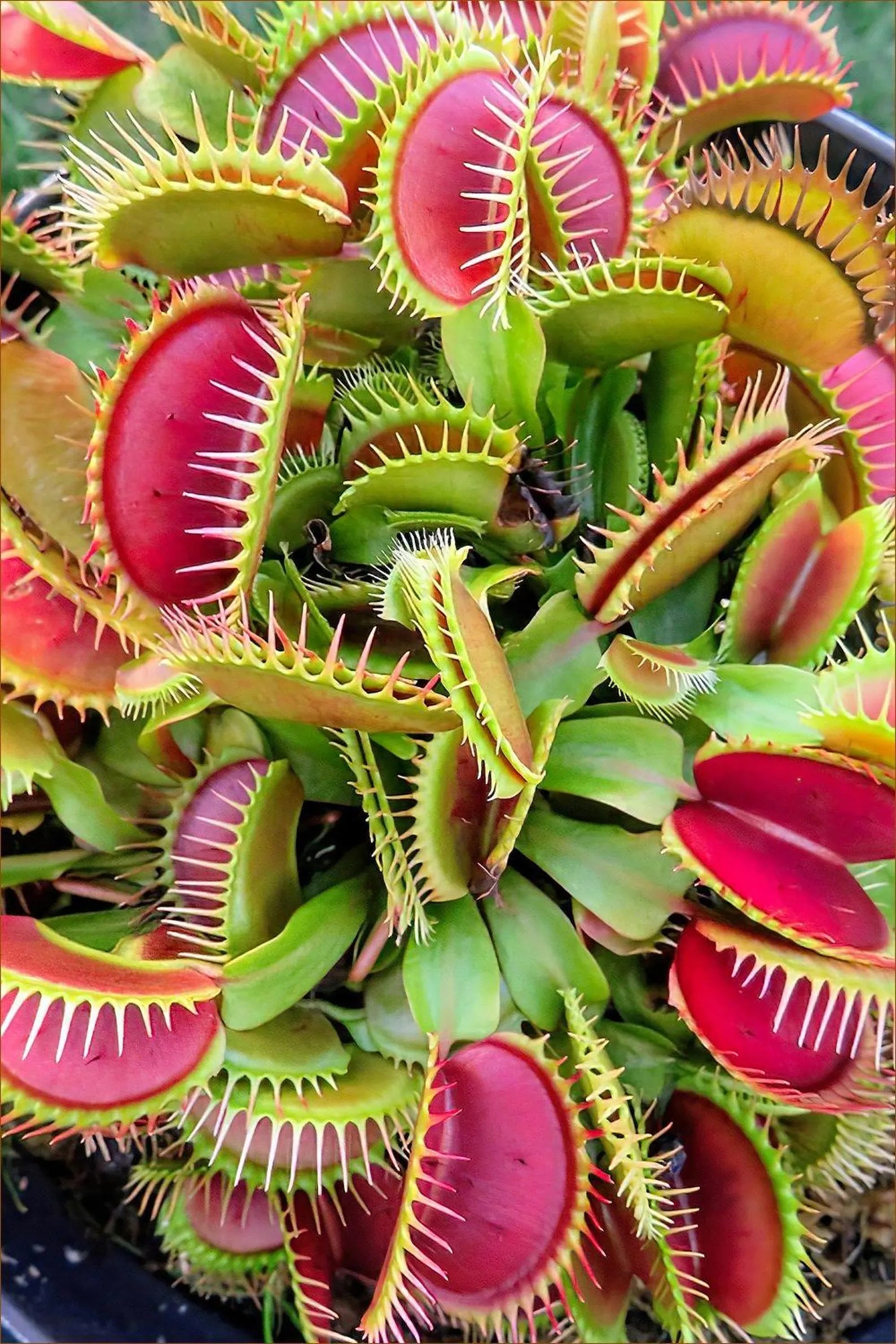 Venus Fly Trap Seeds: Carnivorous Plant, DIY Gardening Flytrap, Easy Care, Indoor & Outdoor Use, Kids Love These
