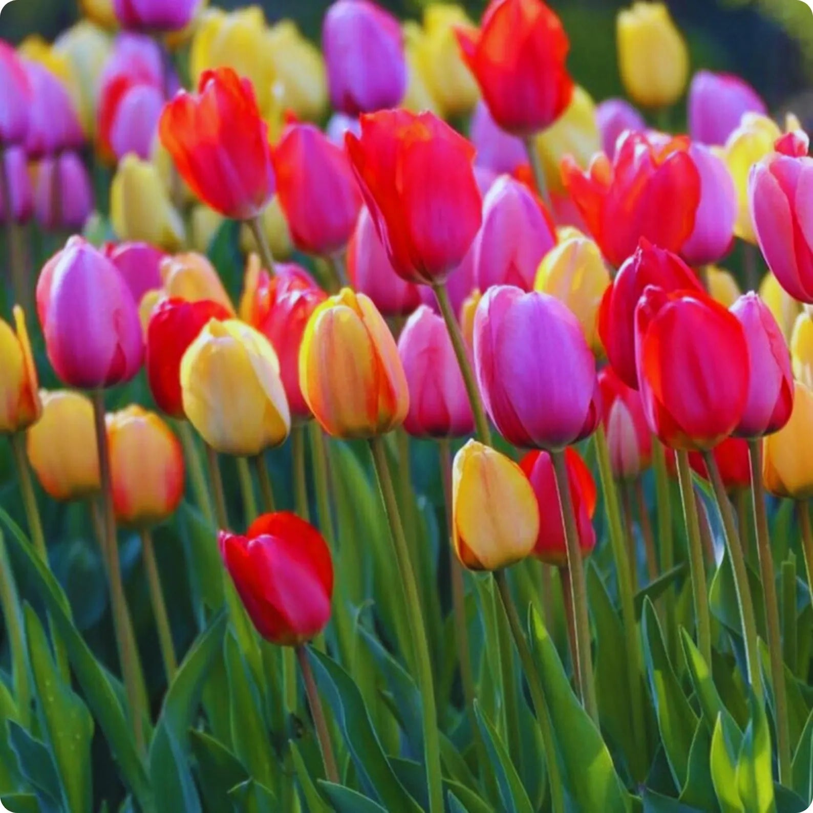 Mixed Tulip Seeds Colorful Perennial Spring Flowers for Garden & Containers