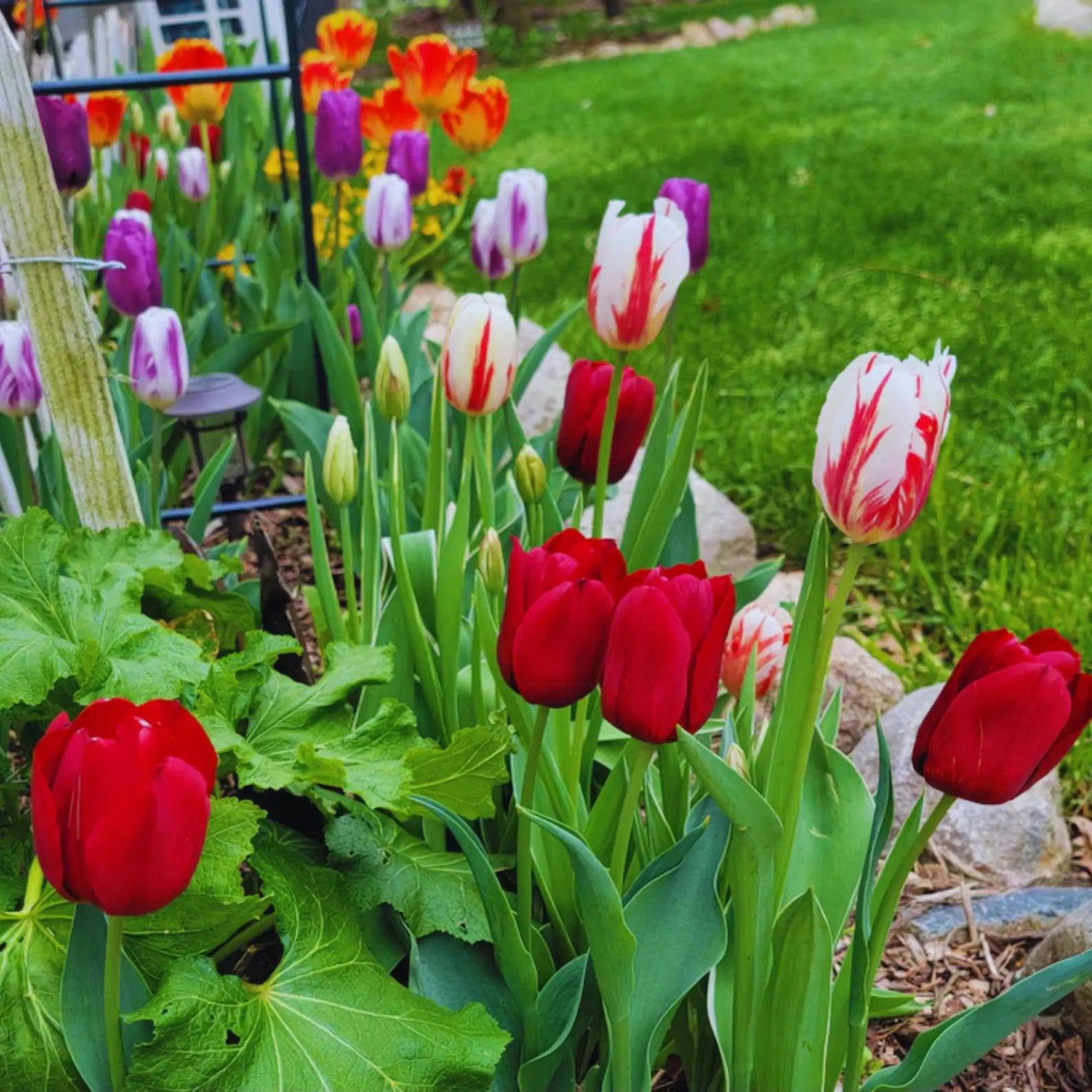 Mixed Tulip Seeds Colorful Perennial Spring Flowers for Garden & Containers