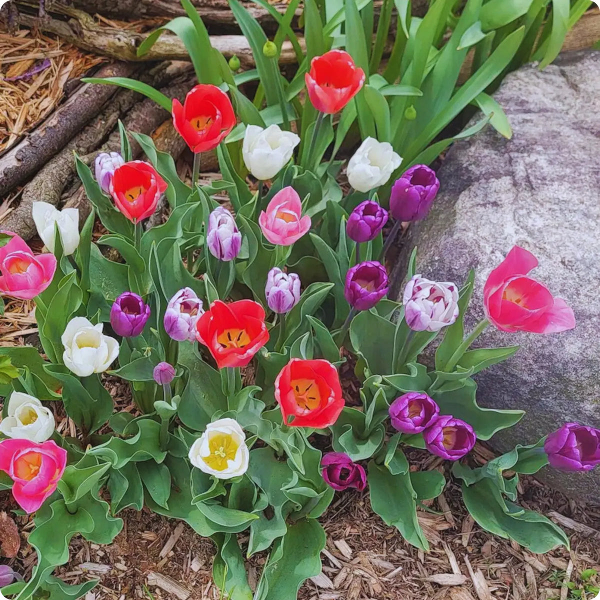 Mixed Tulip Seeds Colorful Perennial Spring Flowers for Garden & Containers