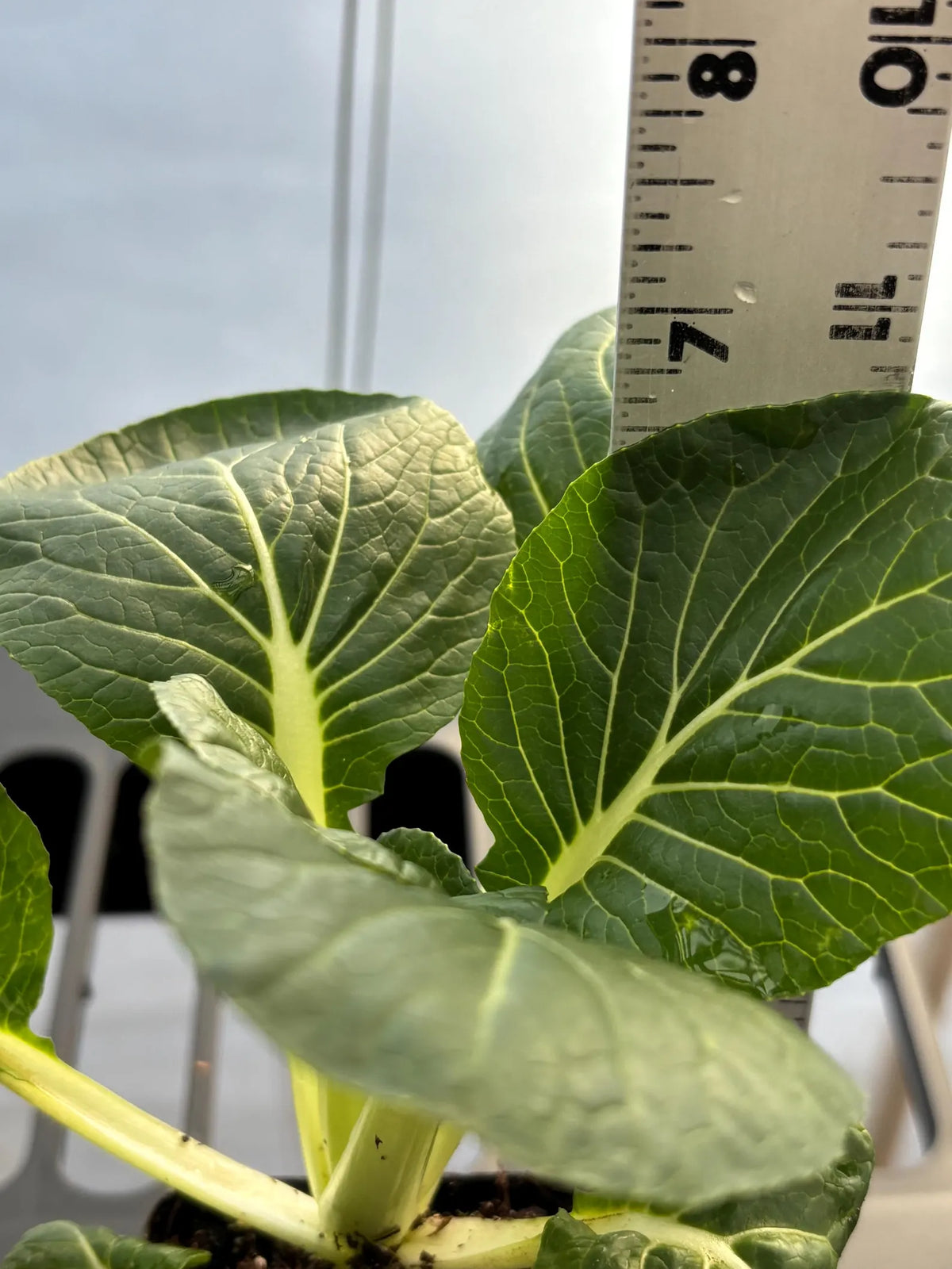 Homegrown bok choy = the easiest way to fresh greens 🥬